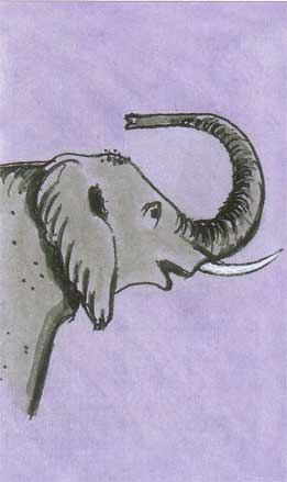 O elefante