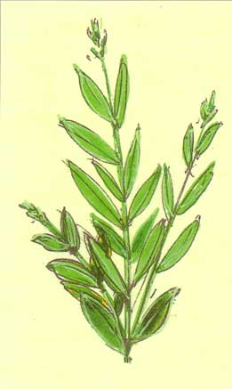 A láurea