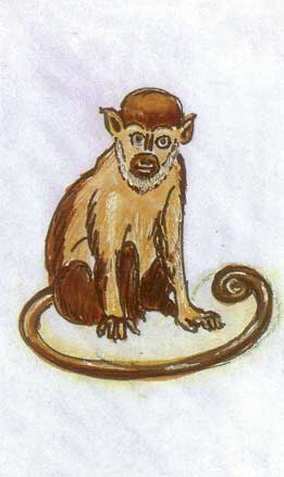 O macaco