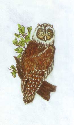 A coruja