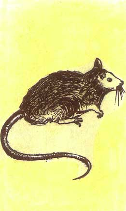 O rato