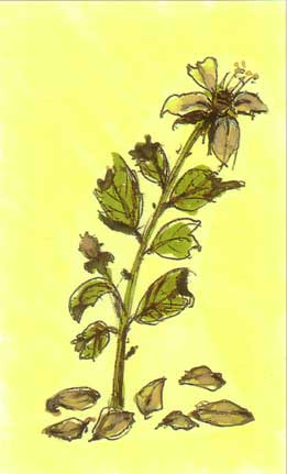 As flores murchas